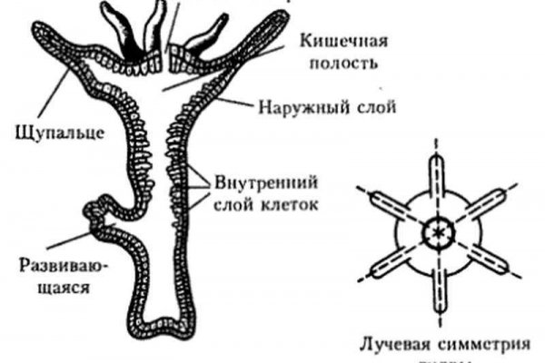 Kraken наркошоп