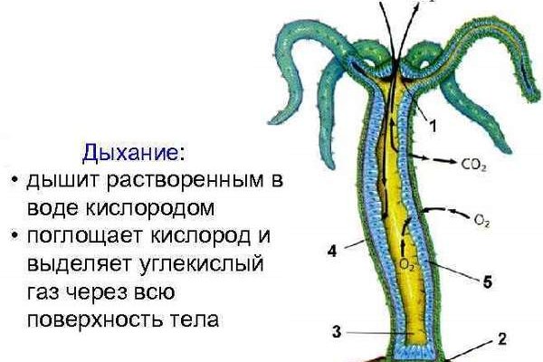 Kraken адреса