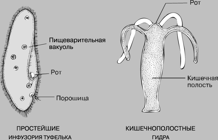 Кракен запрещен в россии